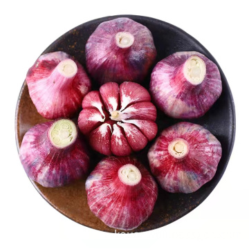 Fresh Red Onion Good Price Free Sample